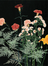 �J�[�l�[�V����-���G